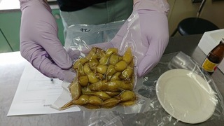 常温保存後