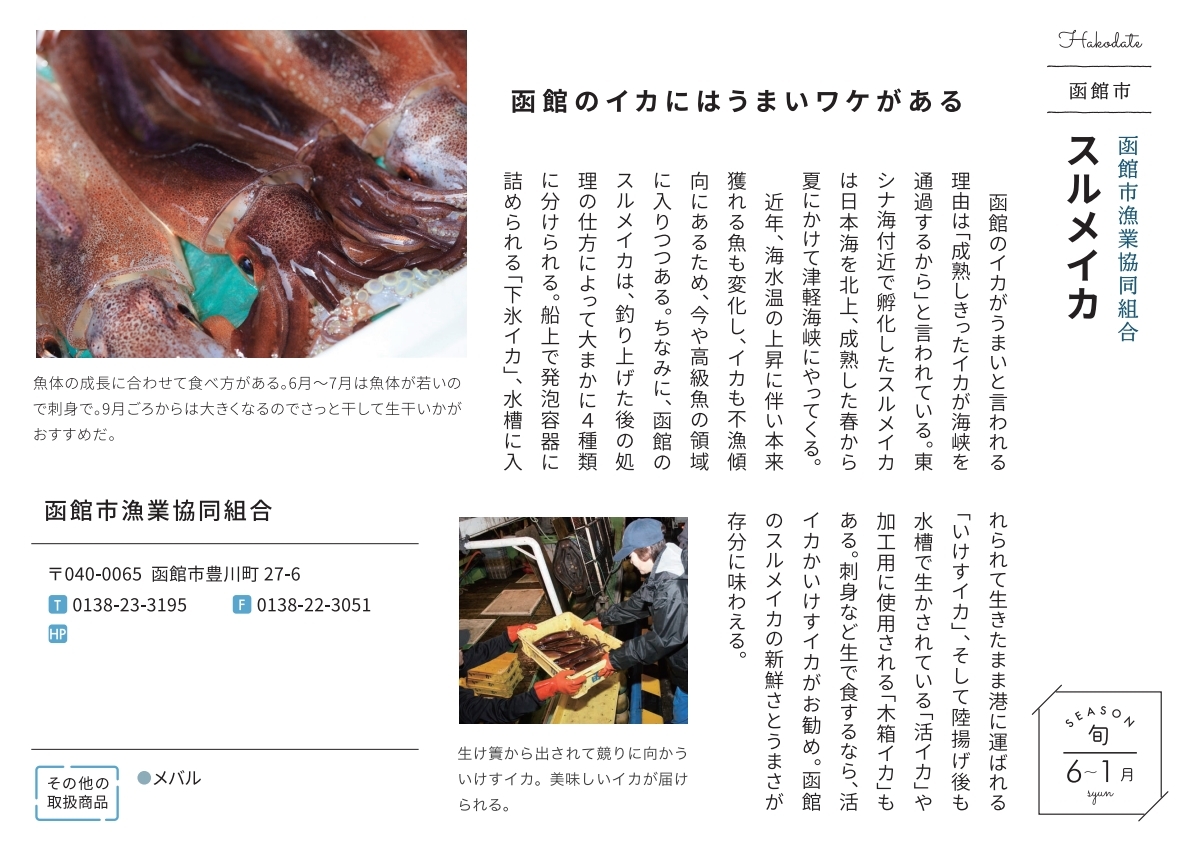 018aスルメイカ.jpeg