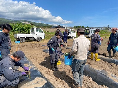 【七飯町4Hクラブプロジェクト活動 】さつまいもを定植しました