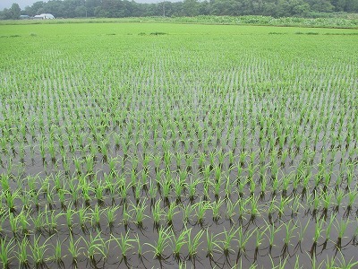 水稲6月15日（画像はイメージです）