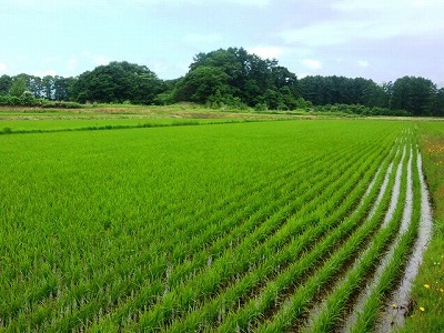 7月1日生育（画像はイメージです）