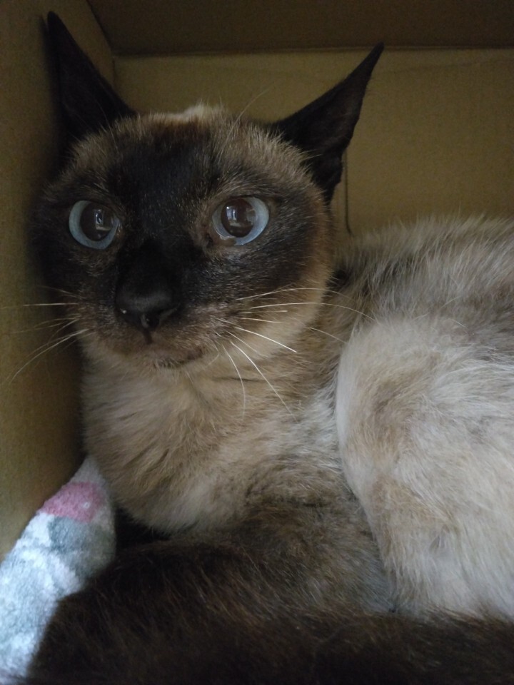 猫写真3