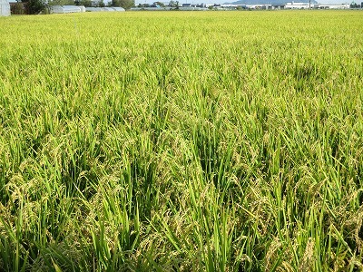 8月15日生育（画像はイメージです）