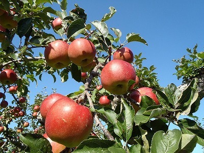 りんご10月15日（画像はイメージです）