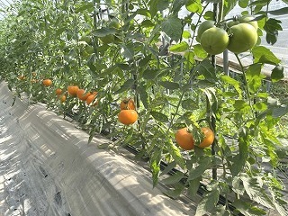 くまさんファームのハウス