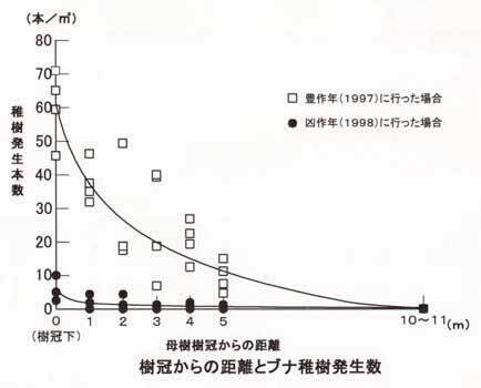 豊作年でないと稚樹がほとんど発生しない