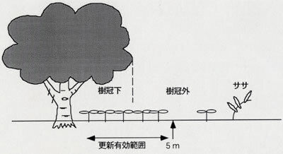 更新有効範囲は樹冠から5m