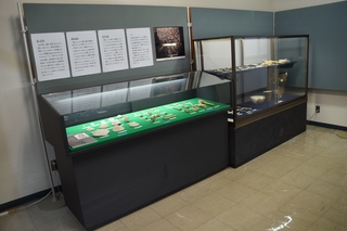 八雲町郷土資料館 企画展　重要文化財　コタン温泉遺跡出土品展実施風景