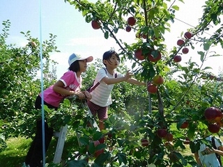 ウェーブネットおしまでのりんご収穫体験