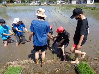 田植え体験