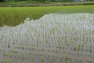 生育中の水稲