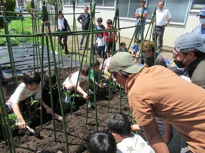 トマト定植作業