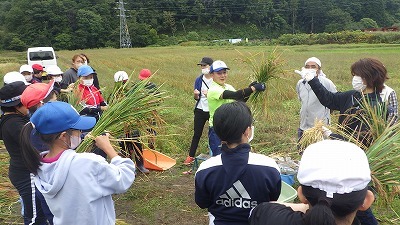 ワラを使った稲束縛り体験